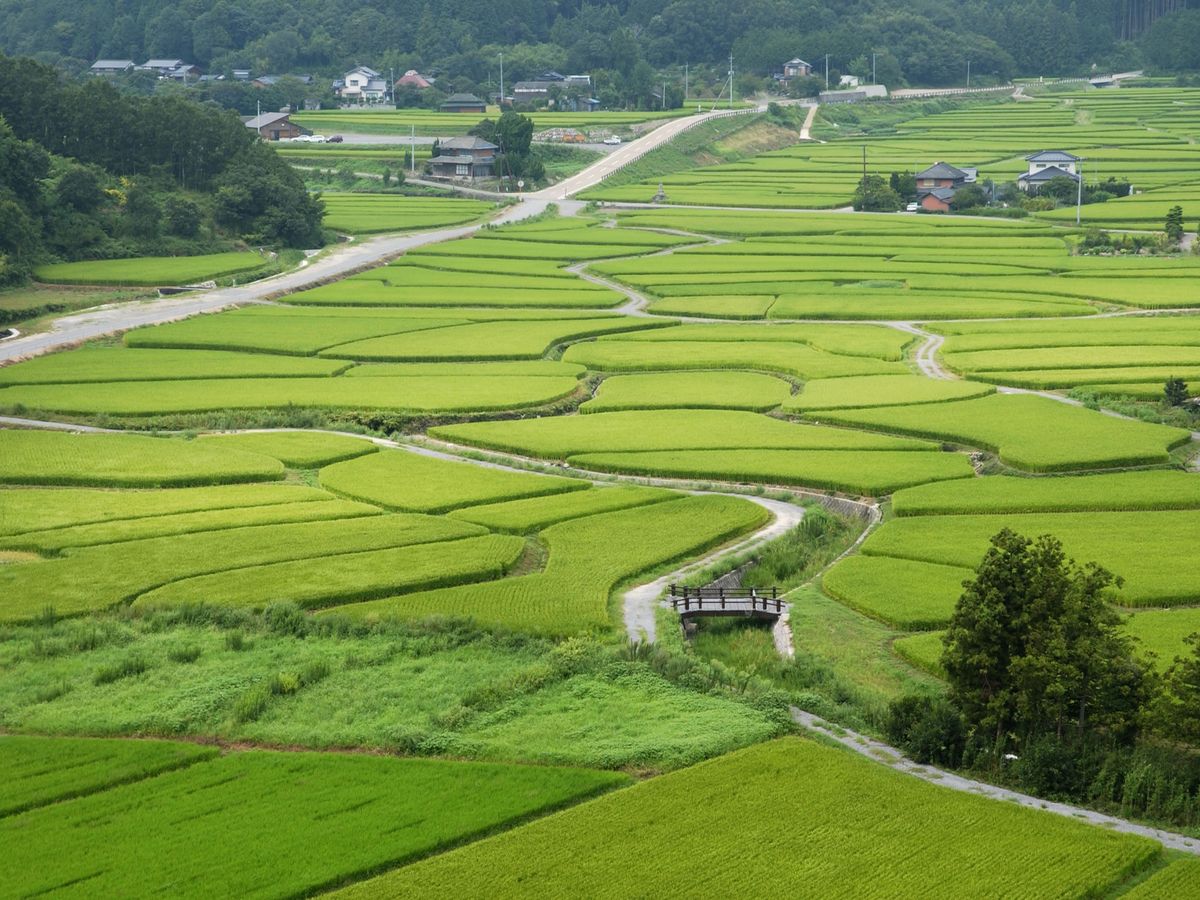 細かく区切られた田のあいだを農道が通り、奥の山すそに家が建つ
